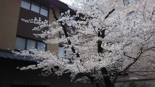 京都堀川音楽高等学校